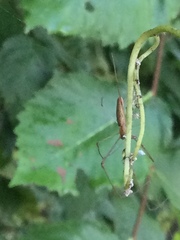 Tetragnatha laboriosa