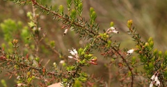 Erica fuscescens