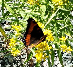 Aglais milberti