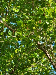 Coccoloba microstachya