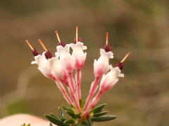 Erica fuscescens