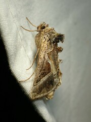 Autographa flagellum