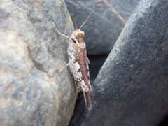 Acrotylus insubricus