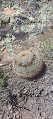 Pediocactus simpsonii