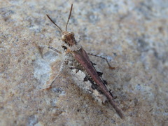 Acrotylus insubricus