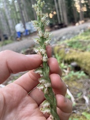 Goodyera oblongifolia