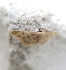 Idaea bonifata