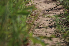 Aspidoscelis sexlineatus