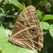 Morpho rhodopteron - Photo (c) Jofre, alguns direitos reservados (CC BY-NC), uploaded by Jofre