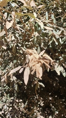 Notholithocarpus densiflorus densiflorus