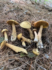 Suillus tomentosus
