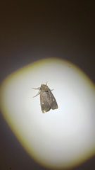 Xestia xanthographa