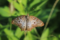 Anartia jatrophae