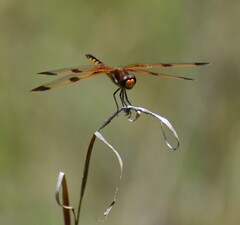 Libellula semifasciata