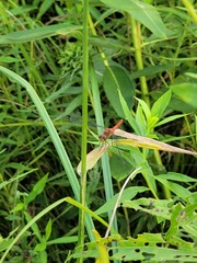 Sympetrum rubicundulum