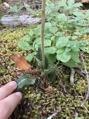 Goodyera oblongifolia
