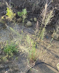Diplachne fusca