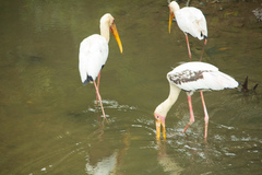 Mycteria leucocephala