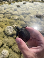 Apalone ferox