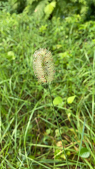 Setaria parviflora