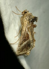 Autographa flagellum