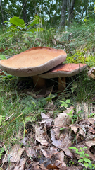 Boletus edulis