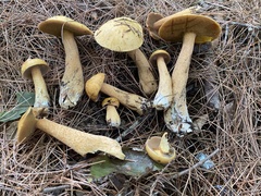 Suillus tomentosus