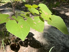 Cercis canadensis canadensis
