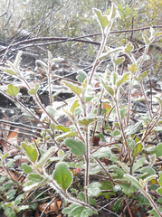 Xanthosia pilosa
