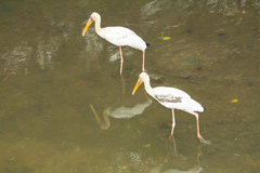 Mycteria leucocephala