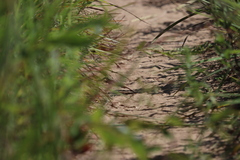 Aspidoscelis sexlineatus