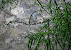 Crotalus ornatus