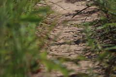 Aspidoscelis sexlineatus