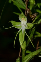 Habenaria crassicornis