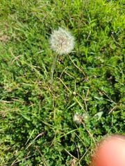 Taraxacum erythrospermum