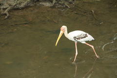 Mycteria leucocephala