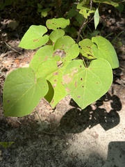 Cercis canadensis canadensis