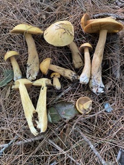 Suillus tomentosus