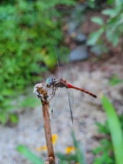 Sympetrum ambiguum