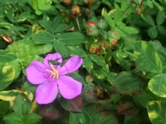 Heterotis rotundifolia