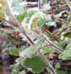 Xanthosia pilosa