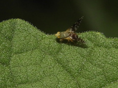 Euaresta bellula