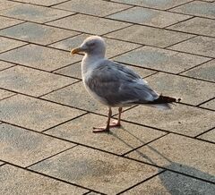 Larus argentatus