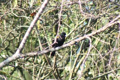 Cacicus chrysopterus