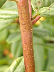 Frangula californica californica