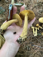 Suillus tomentosus