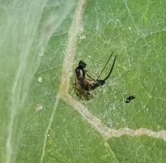 Diplazon laetatorius