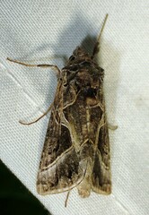 Autographa flagellum