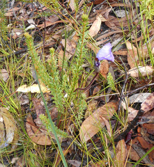 Patersonia