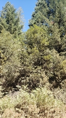 Notholithocarpus densiflorus densiflorus